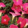 Petunia 'Fantasy Pink', habit