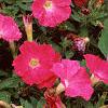 Petunia 'Fantasy Pink', habit