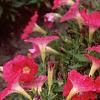 Petunia 'Fantasy Pink', habit