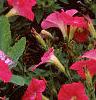 Petunia 'Fantasy Pink', habit
