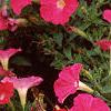 Petunia 'Fantasy Pink', habit