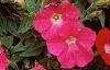 Petunia 'Fantasy Pink', habit