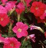 Petunia 'Fantasy Pink', habit