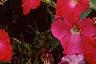 Petunia 'Fantasy Pink', habit