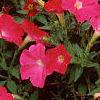 Petunia 'Fantasy Pink', habit