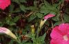 Petunia 'Fantasy Pink', habit