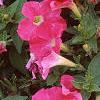 Petunia 'Fantasy Pink', flowers
