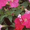 Petunia 'Fantasy Pink', flowers