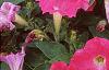 Petunia 'Fantasy Pink', flowers