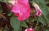 Petunia 'Fantasy Pink', flowers