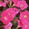 Petunia 'Fantasy Pink', flowers