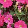 Petunia 'Fantasy Pink', flowers