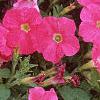 Petunia 'Fantasy Pink', flowers
