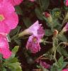 Petunia 'Fantasy Pink', flowers
