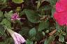 Petunia 'Fantasy Pink', flowers