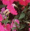 Petunia 'Fantasy Pink', flowers
