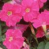 Petunia 'Fantasy Pink', flowers