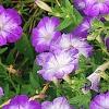 Petunia 'Flash Mob Bluerific', habit