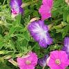 Petunia 'Flash Mob Bluerific', habit