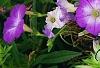 Petunia 'Flash Mob Bluerific', habit