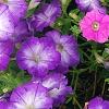 Petunia 'Flash Mob Bluerific', habit