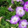 Petunia 'Flash Mob Bluerific', habit