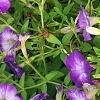 Petunia 'Flash Mob Bluerific', habit