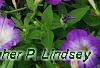 Petunia 'Flash Mob Bluerific', habit