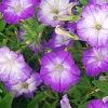 Petunia 'Flash Mob Bluerific', habit