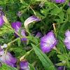 Petunia 'Flash Mob Bluerific', habit
