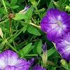 Petunia 'Flash Mob Bluerific', flowers