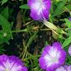 Petunia 'Flash Mob Bluerific', flowers