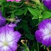 Petunia 'Flash Mob Bluerific', flowers
