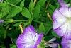 Petunia 'Flash Mob Bluerific', flowers