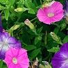 Petunia 'Flash Mob Bluerific', flowers