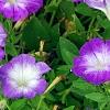 Petunia 'Flash Mob Bluerific', flowers