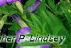 Petunia 'Flash Mob Bluerific', flowers