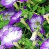 Petunia 'Flash Mob Bluerific', flowers