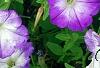 Petunia 'Flash Mob Bluerific', flowers