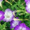 Petunia 'Flash Mob Bluerific', flowers