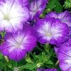 Petunia 'Flash Mob Bluerific', flowers