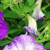 Petunia 'Flash Mob Bluerific', flowers
