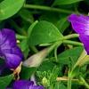 Petunia 'Flash Mob Bluerific', flowers