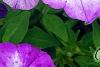 Petunia 'Flash Mob Bluerific', flowers