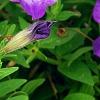 Petunia 'Flash Mob Bluerific', flowers