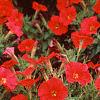 Petunia 'Fantasy Red', flowers