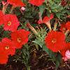 Petunia 'Fantasy Red', flowers