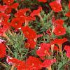 Petunia 'Fantasy Red', flowers