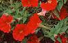 Petunia 'Fantasy Red', flowers