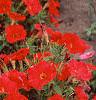 Petunia 'Fantasy Red', flowers